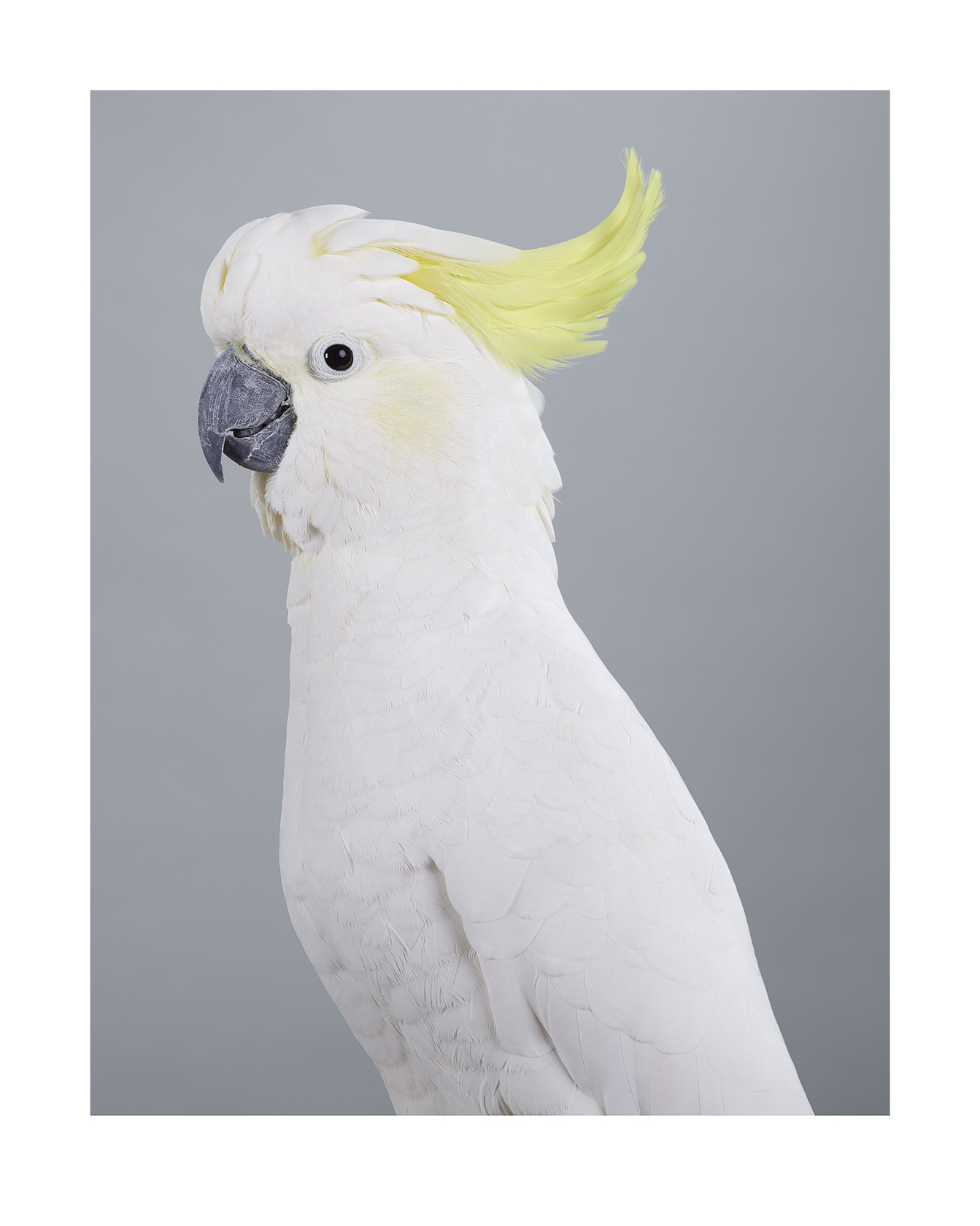 'Scratch', Sulphur Crested Cockatoo,
