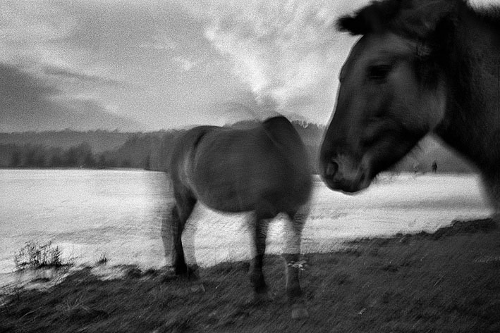 Konikpaarden