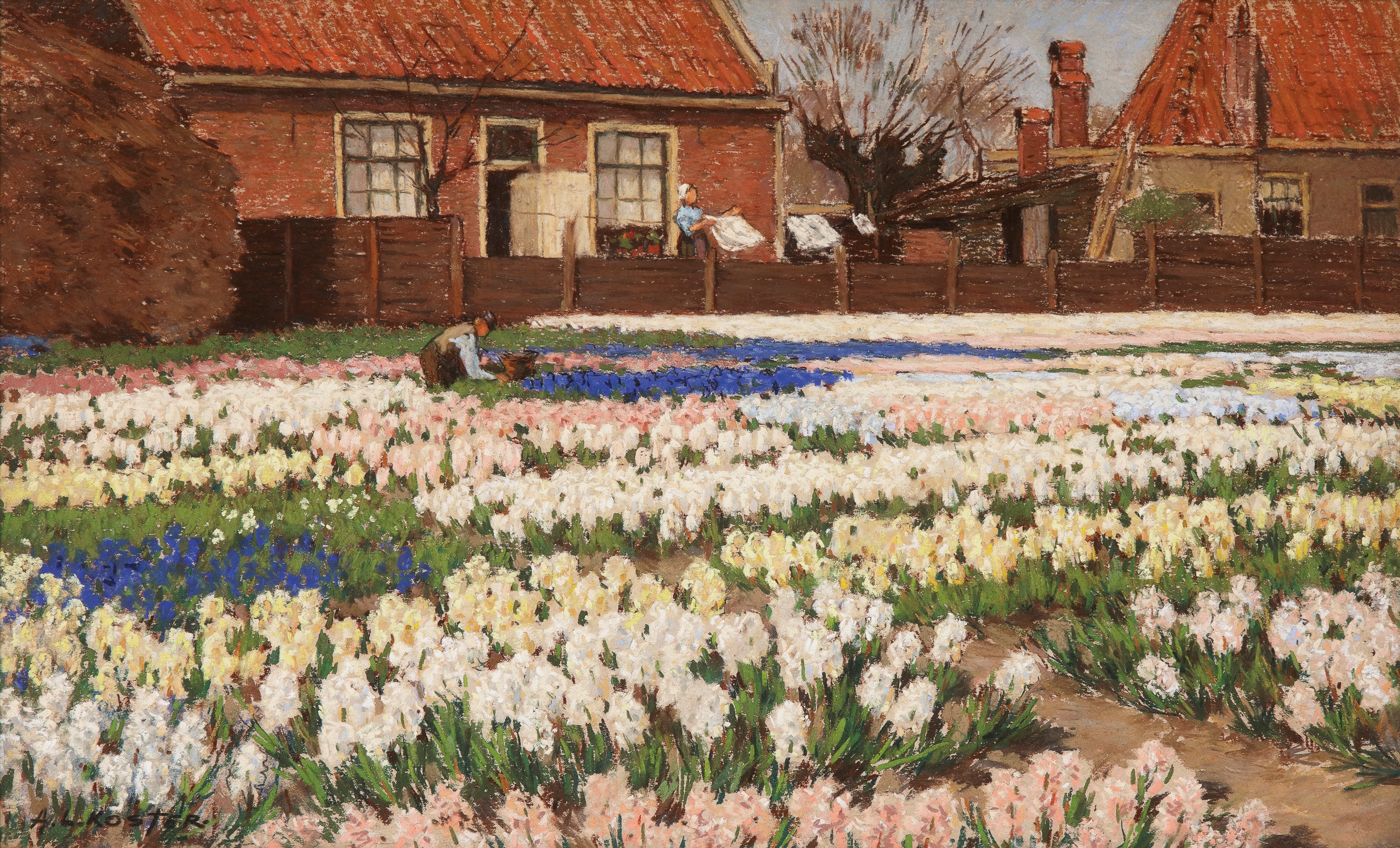 Hyacinten kweektuin bij Haarlem – ca. 1905/1908