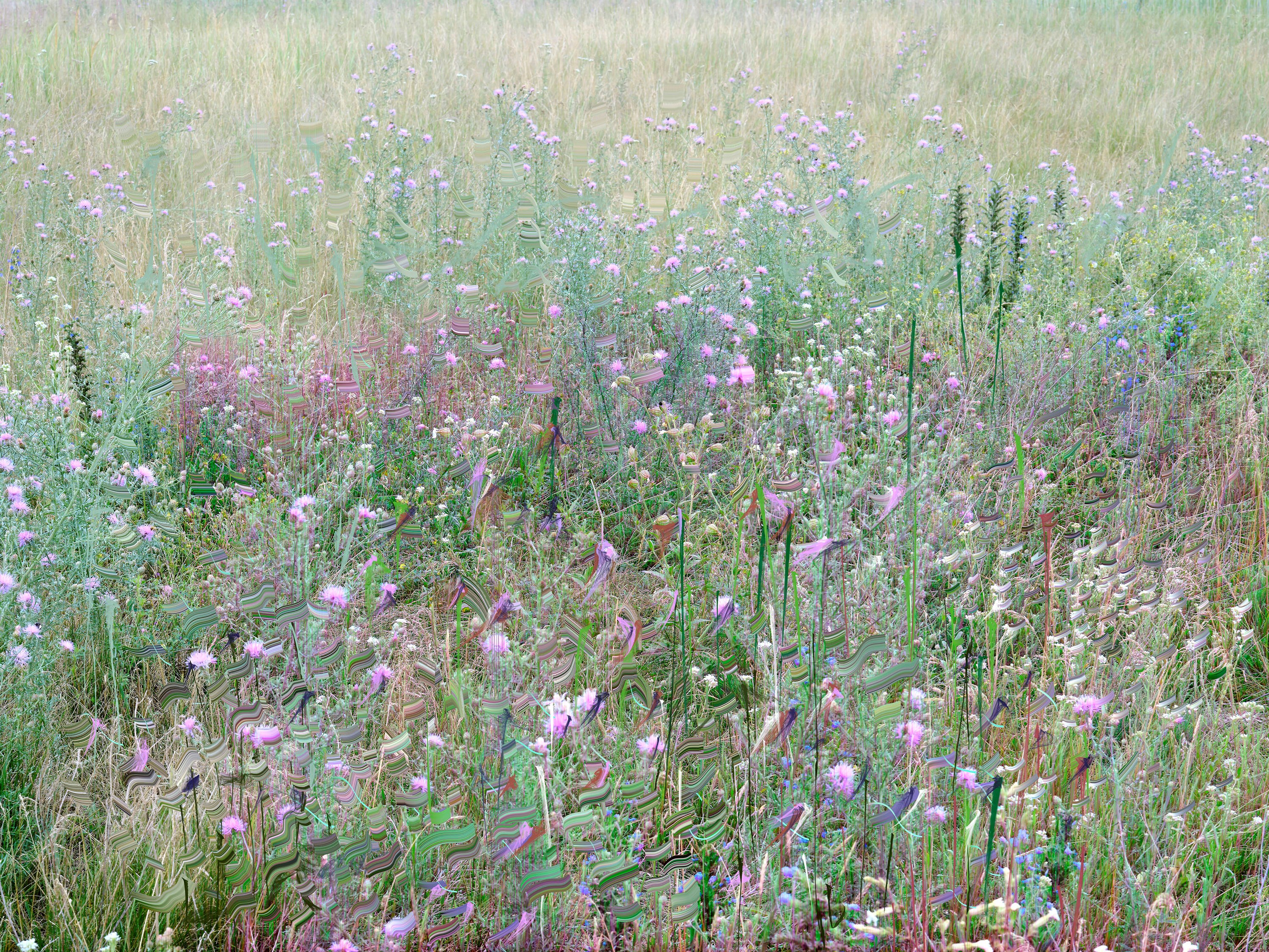 Meadow #3