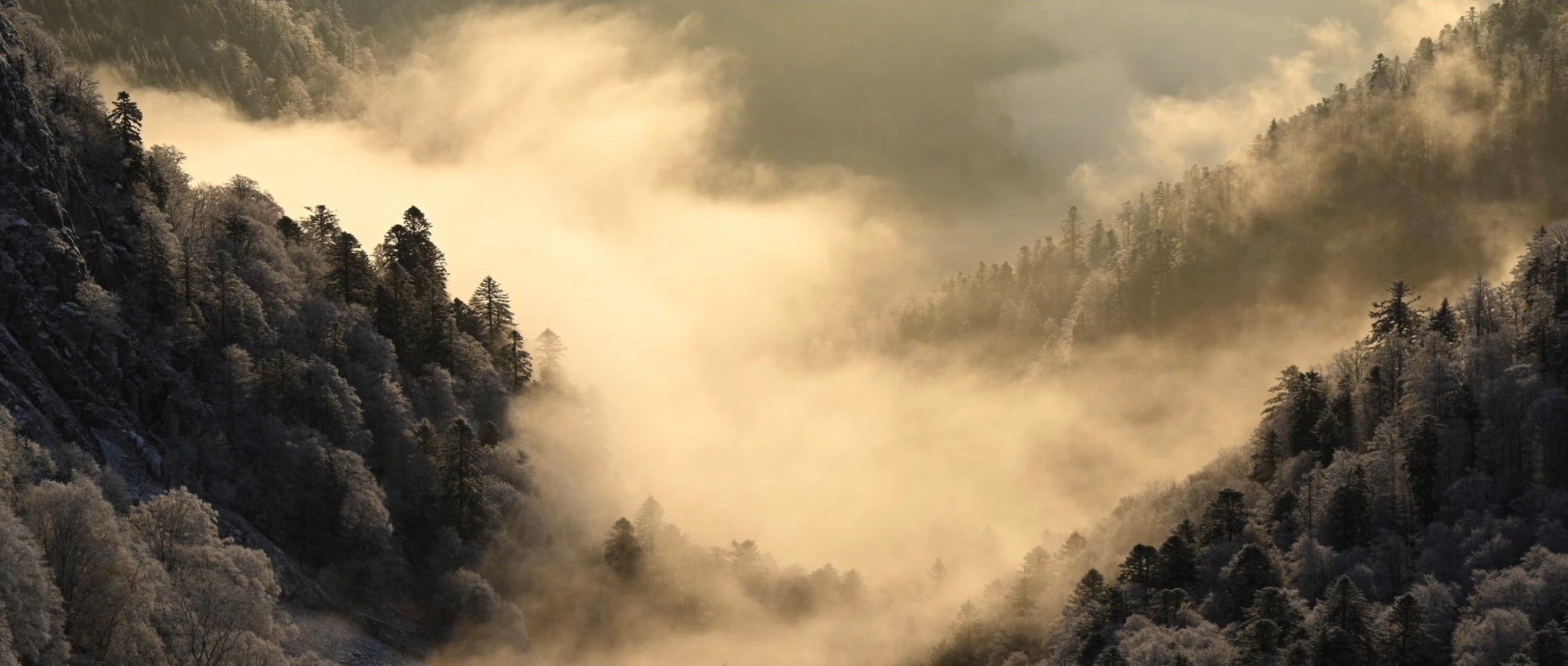 Le Chant des Fôrets